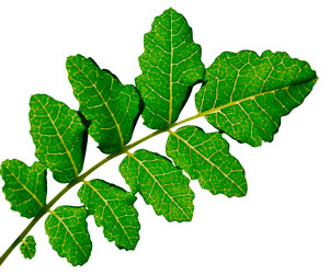 RXB Complex 2x1 49,99€